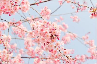 z-a-cherry-spring-flower-hoa-anh-dao