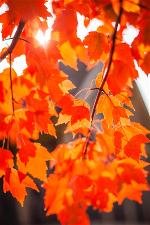autumn-leave