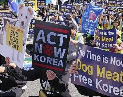 Cấm thịt chó Nam Hàn