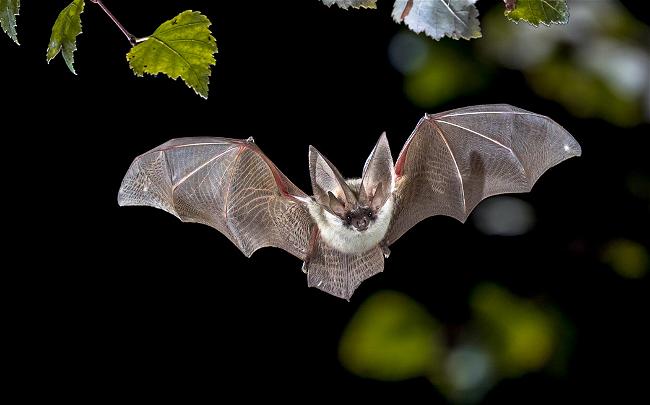 flying-grey-long-eared-bat-in-forest-2021-08-26-16-38-18-utc