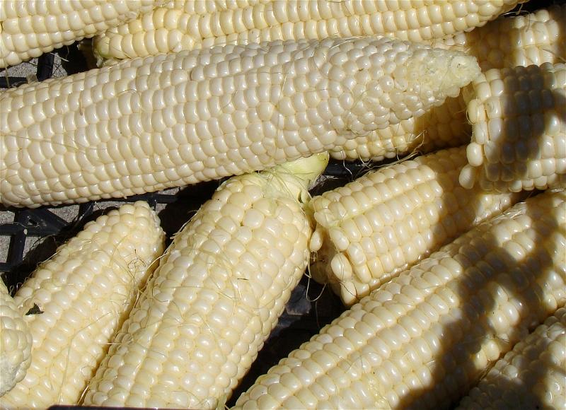 a-corn-bap-maize