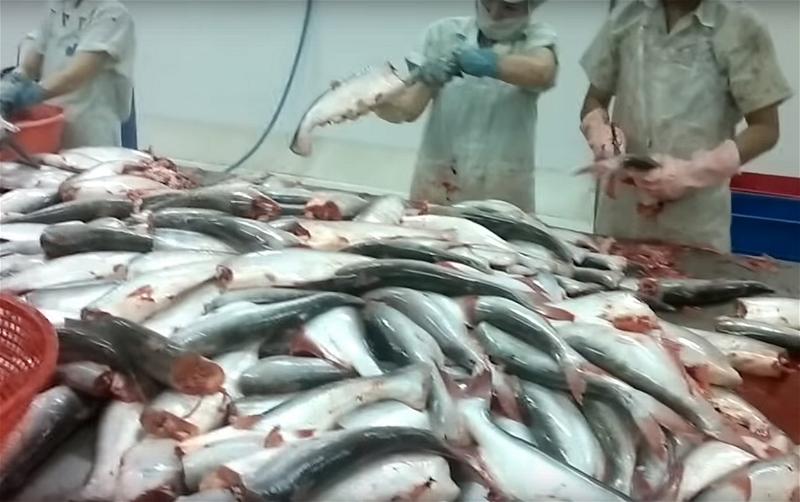 a-ca-tra-basa-fish-export-industry