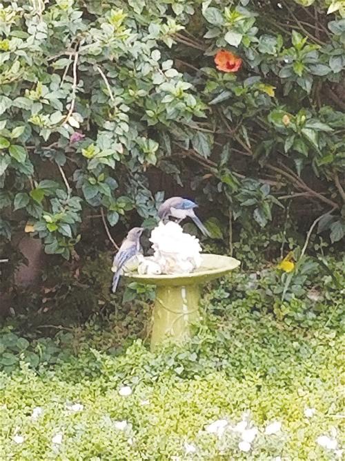  Con Chim Xanh Biếc trong vườn nhà của Tí Oui