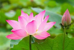 lotus-pixabay