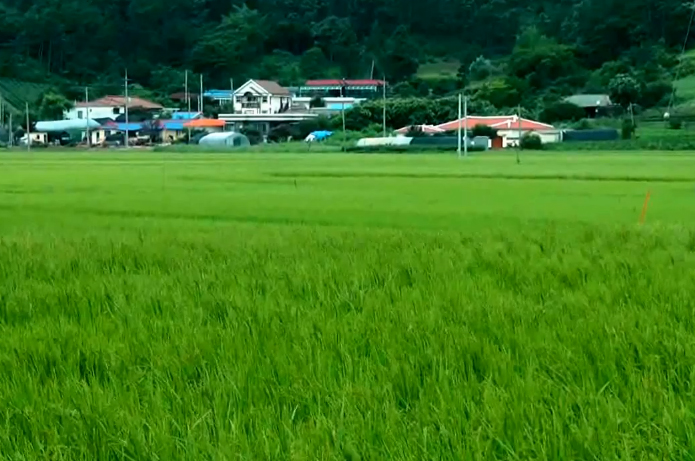a-rice-field