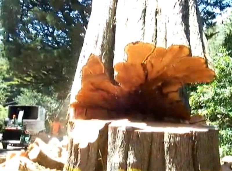 a-wood-log-tree-cutting-lam san