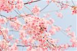 z-0-cherry-spring-flower-hoa-anh-dao