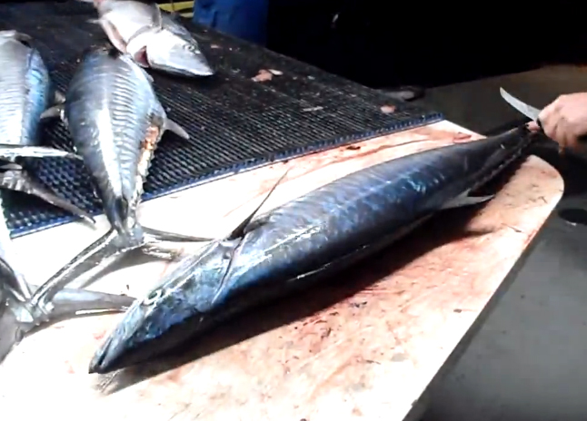 a-mackerel-fish-ca-ngu-tuna